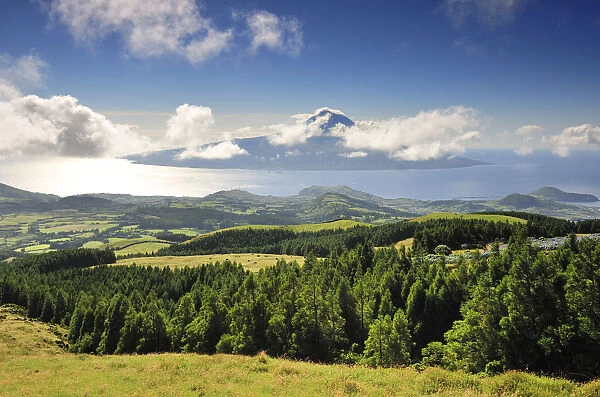 The cryptomerias forests of Faial with the Volcano of Pico island on the horizon