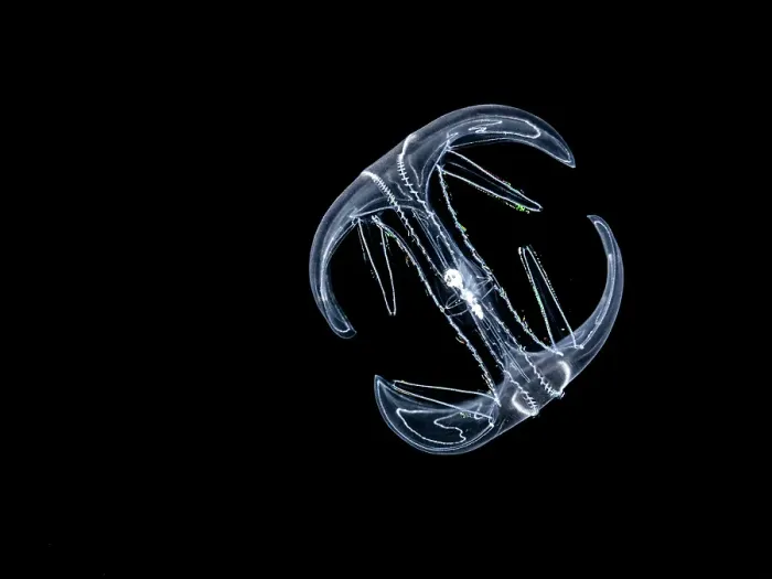 Framed Print : Ctenophora Comb Jellyfish, Grand Cayman, Cayman Islands, British West Indies