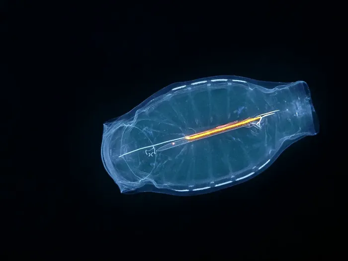 Framed Print : Ctenophora Comb Jellyfish, Grand Cayman, Cayman Islands, British West Indies