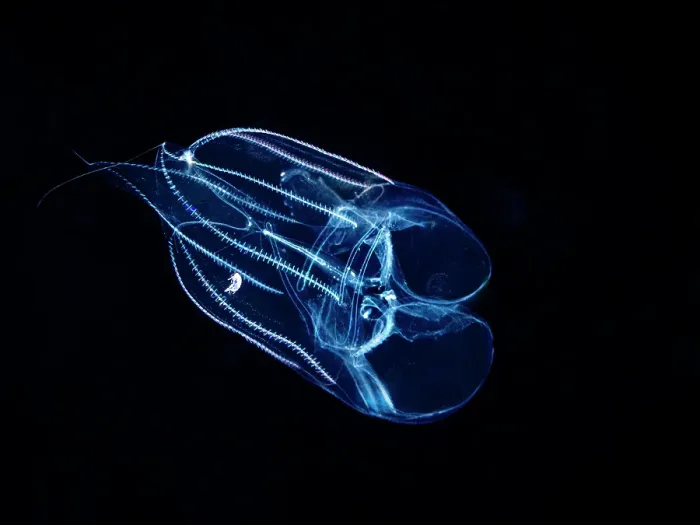 Framed Print : Ctenophora Comb Jellyfish, Grand Cayman, Cayman Islands, British West Indies