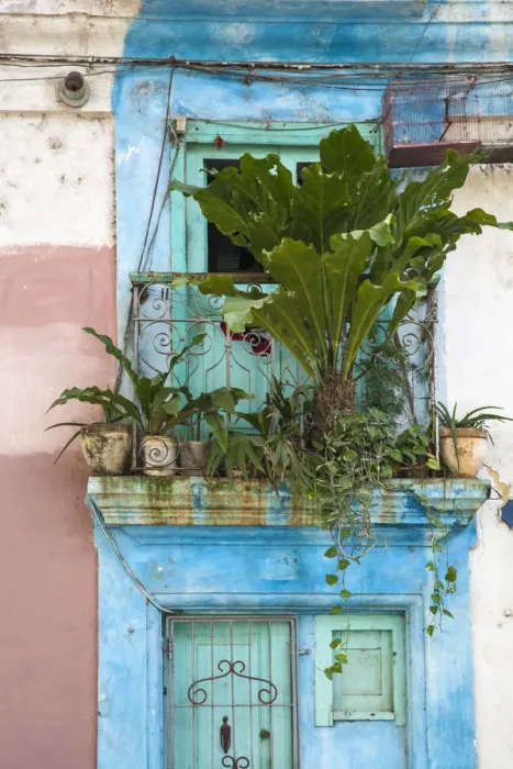 Framed Print : Cuba, Havana, Havana Vieje, Plants of house balcony