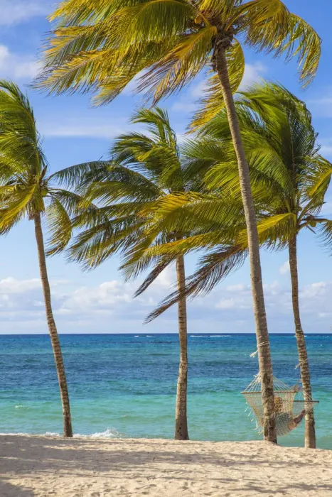 Framed Print : Cuba, Holguin Province, Hammock between palm trees on Playa Guardalvaca Framed Print : Cuba, Holguin Province, Hammock between palm trees on Playa Guardalvaca