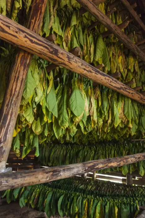 Framed Print : Cuba, Pinar del Rio Province, Vinales, Vinales Valley, curing tobacco leaves Framed Print : Cuba, Pinar del Rio Province, Vinales, Vinales Valley, curing tobacco leaves