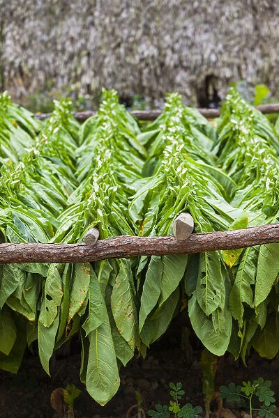 Cuba, Pinar del Rio Province, Vinales, small tobacco plantation