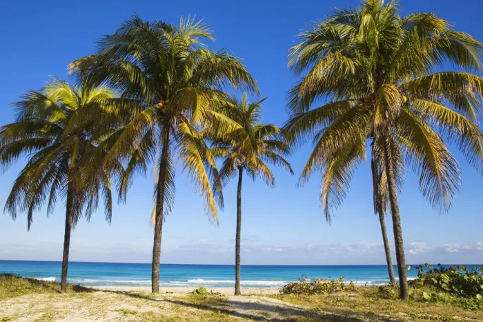 Framed Print : Cuba, Varadero, Palm trees on Varadero beach