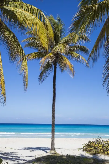 Framed Print : Cuba, Varadero, Palm trees on Varadero beach Framed Print : Cuba, Varadero, Palm trees on Varadero beach