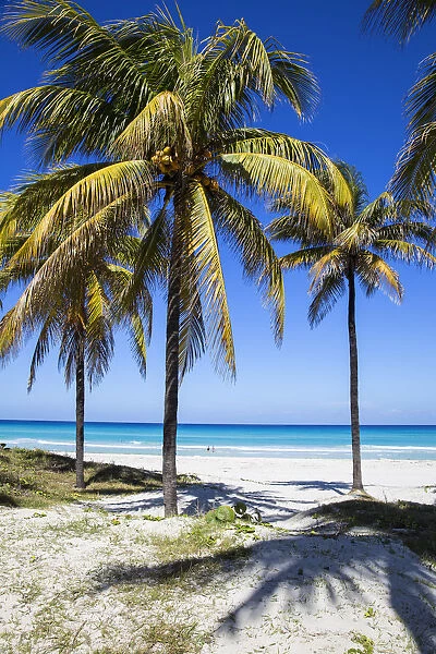 Cuba, Varadero, Palm trees on Varadero beach