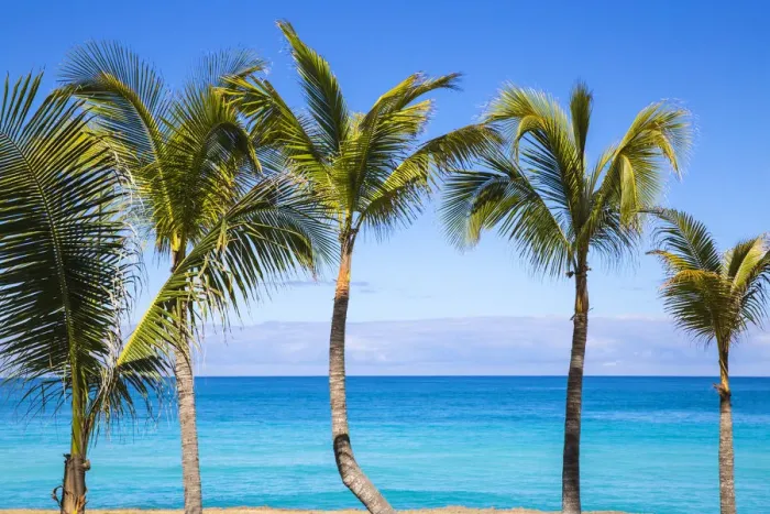 Framed Print : Cuba, Varadero, Palm trees on Varadero beach