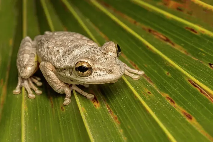 Framed Print : Cuban Tree Frog (Osteopilus septentrionalis), Grand Cayman, Cayman Islands, British West Indies Framed Print : Cuban Tree Frog (Osteopilus septentrionalis), Grand Cayman, Cayman Islands, British West Indies