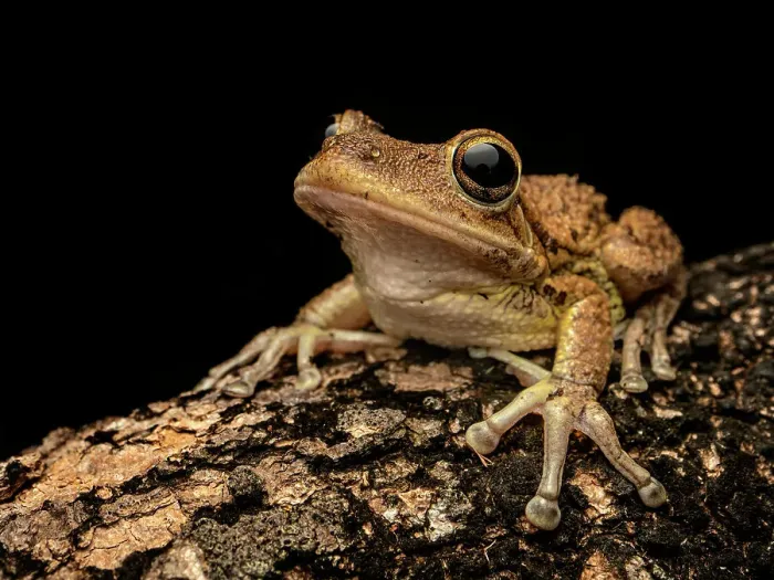 Framed Print : Cuban Tree Frog (Osteopilus septentrionalis), Grand Cayman, Cayman Islands, British West Indies Framed Print : Cuban Tree Frog (Osteopilus septentrionalis), Grand Cayman, Cayman Islands, British West Indies