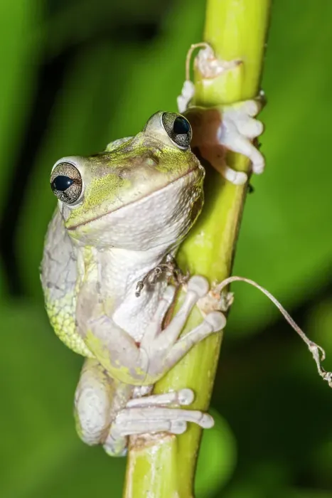 Framed Print : Cuban Tree Frog (Osteopilus septentrionalis), Cayman Brac, Cayman Islands, British West Indies Framed Print : Cuban Tree Frog (Osteopilus septentrionalis), Cayman Brac, Cayman Islands, British West Indies