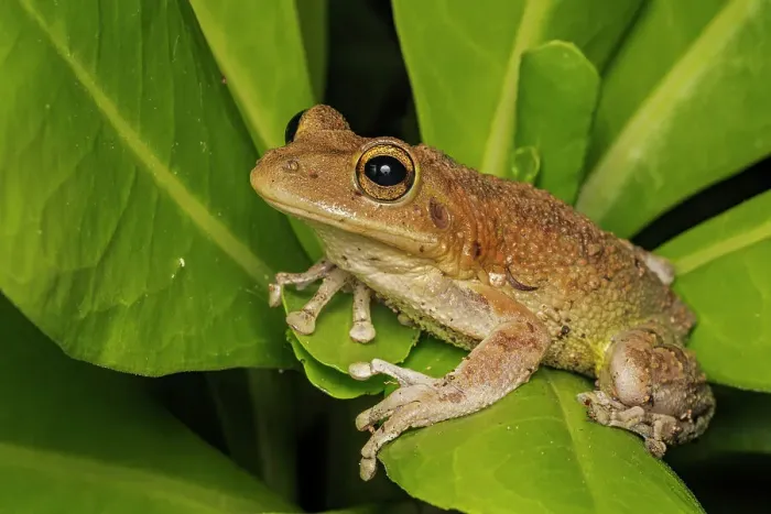 Framed Print : Cuban Tree Frog (Osteopilus septentrionalis), Cayman Brac, Cayman Islands, British West Indies