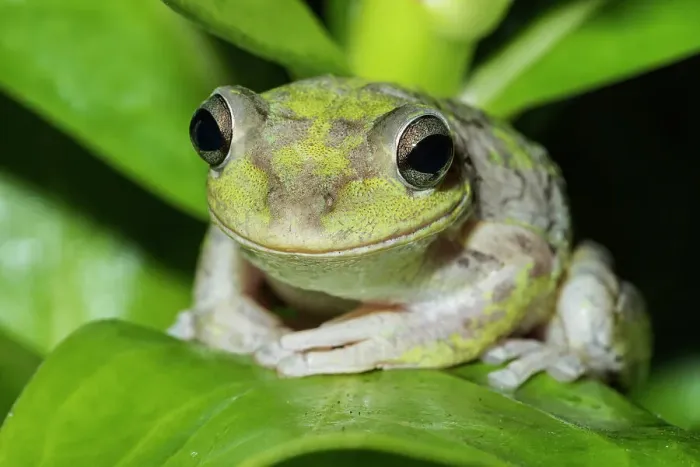 Framed Print : Cuban Tree Frog (Osteopilus septentrionalis), Cayman Brac, Cayman Islands, British West Indies Framed Print : Cuban Tree Frog (Osteopilus septentrionalis), Cayman Brac, Cayman Islands, British West Indies