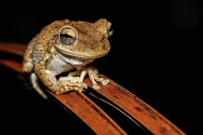 Framed Print : Cuban Tree Frog (Osteopilus septentrionalis), Cayman Brac, Cayman Islands, British West Indies Framed Print : Cuban Tree Frog (Osteopilus septentrionalis), Cayman Brac, Cayman Islands, British West Indies