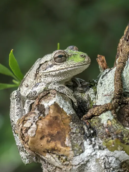 Framed Print : Cuban Tree Frog (Osteopilus septentrionalis), Grand Cayman, Cayman Islands, British West Indies Framed Print : Cuban Tree Frog (Osteopilus septentrionalis), Grand Cayman, Cayman Islands, British West Indies
