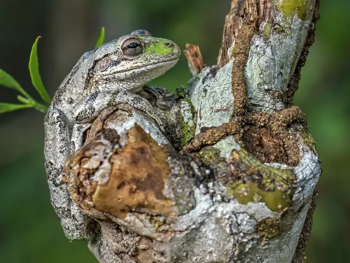 Framed Print : Cuban Tree Frog (Osteopilus septentrionalis), Grand Cayman, Cayman Islands, British West Indies Framed Print : Cuban Tree Frog (Osteopilus septentrionalis), Grand Cayman, Cayman Islands, British West Indies