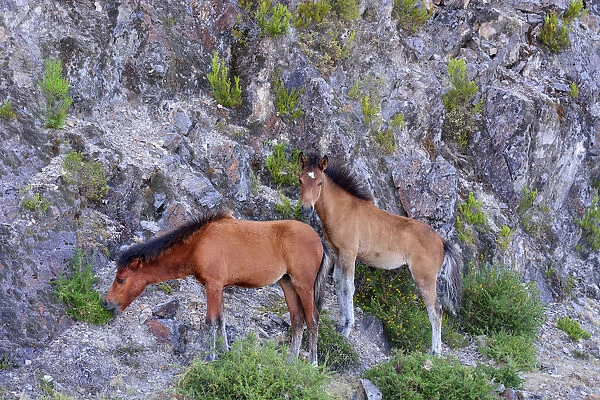Cubs of the Garrano. It is an Iberian horse, specific to the Peneda Geres National Park