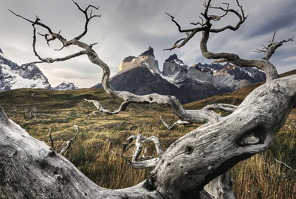 Cuernos del Paine framed by a dead tree in the Torres del Paine National Park, Patagonia