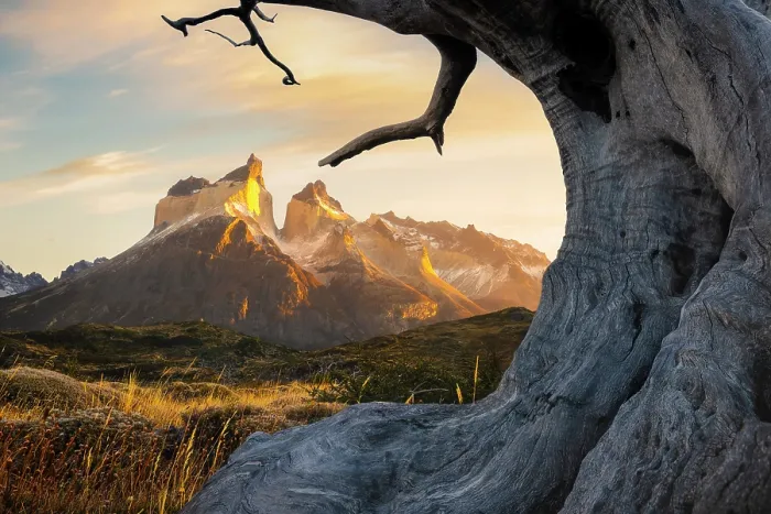 Framed Print : Cuernos del Paine framed in dead trees, Torres del Paine NP, Ultima Esperanza, Region de Magallanes y de la Antartica Chilena, Patagonia, Chile Framed Print : Cuernos del Paine framed in dead trees, Torres del Paine NP, Ultima Esperanza, Region de Magallanes y de la Antartica Chilena, Patagonia, Chile