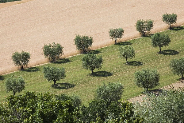 Cultivated fields and olive trees of the countryside Montelupone Province of Macerata