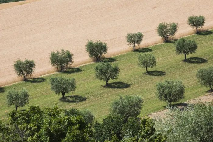 Framed Print : Cultivated fields and olive trees of the countryside Montelupone Province of Macerata Framed Print : Cultivated fields and olive trees of the countryside Montelupone Province of Macerata