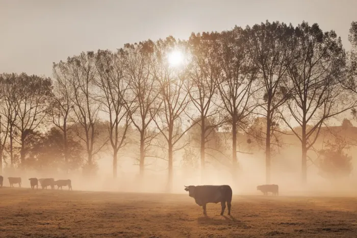 Framed Print : Cultural landscape with cows in fog - Germany, Bavaria, Upper Bavaria Framed Print : Cultural landscape with cows in fog - Germany, Bavaria, Upper Bavaria