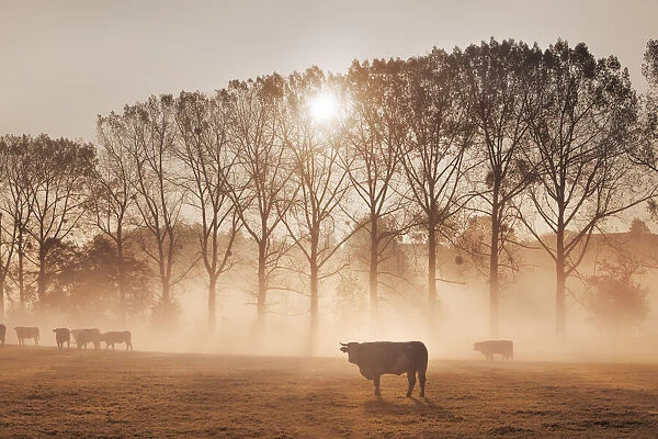 Cultural landscape with cows in fog - Germany, Bavaria, Upper Bavaria