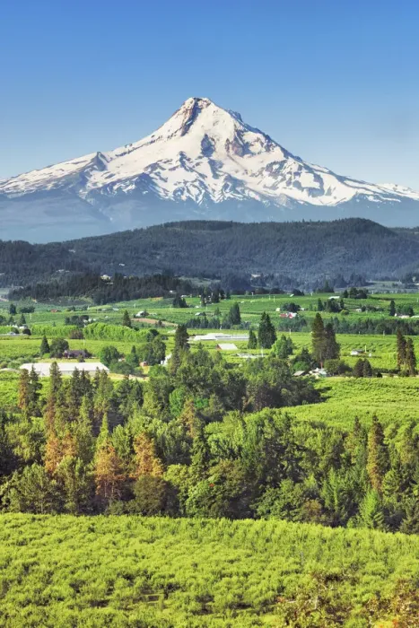 Framed Print : Cultural landscape with Mount Hood and wineyards - USA, Oregon, Hood River, Odell