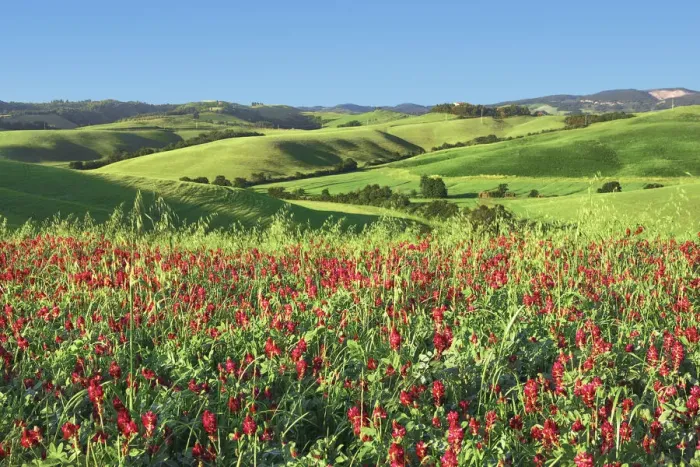 Framed Print : Cultural landscape in Tuscany with red clover - Italy, Tuscany, Pisa, Volterra, Vicarello