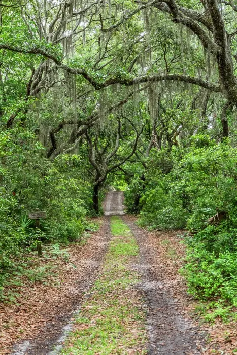 Framed Print : Cumberland Island National Seashore, Georgia, USA Framed Print : Cumberland Island National Seashore, Georgia, USA