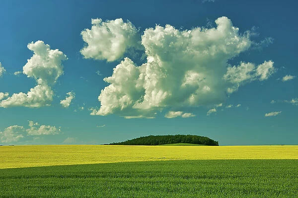 Cumulus clouds, canola and grain field in foreground Somerset, Manitoba, Canada