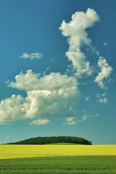 Cumulus clouds, canola and grain field in foreground Somerset, Manitoba, Canada