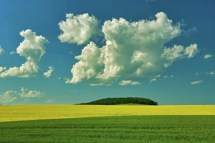 Framed Print : Cumulus clouds, canola and grain field in foreground Somerset, Manitoba, Canada Framed Print : Cumulus clouds, canola and grain field in foreground Somerset, Manitoba, Canada