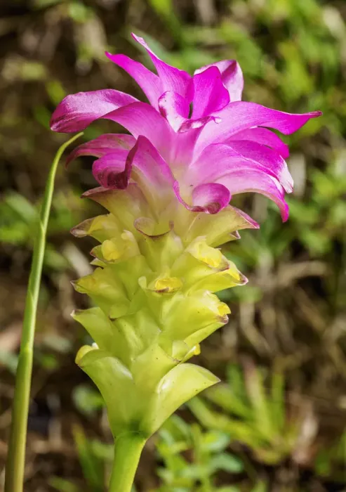 Framed Print : Curcuma Flower (Curcuma alismatifolia), Sierra Maestra, Granma Province, Cuba Framed Print : Curcuma Flower (Curcuma alismatifolia), Sierra Maestra, Granma Province, Cuba