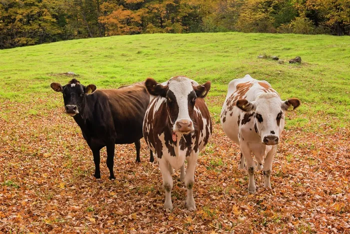 Framed Print : Three curious cows in autumn, Northeast Kingdom, Ryegate, Vermont, USA Framed Print : Three curious cows in autumn, Northeast Kingdom, Ryegate, Vermont, USA