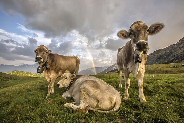 Curious cows at the Campagneda Alp with rainbow in the background. Sondrio. Valmalenco