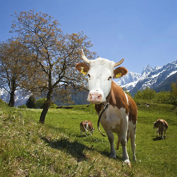 A curious and funny cow posing for a photographer in Soglio. Val Bondasca. Valbregaglia