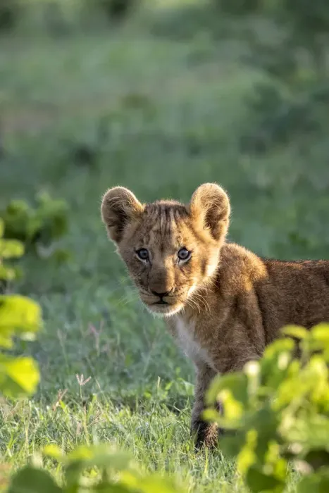 Framed Print : Curious Lion cub, Okavango Delta, Botswana Framed Print : Curious Lion cub, Okavango Delta, Botswana