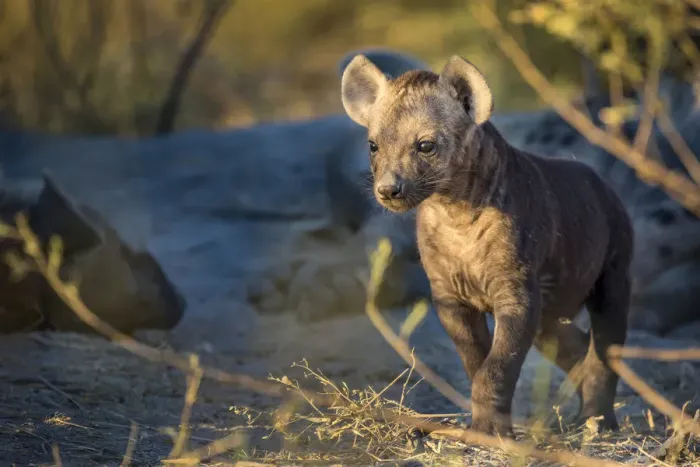 Framed Print : A curious Spotted Hyena pup near its den, Okavango Delta, Botswana