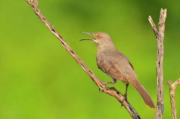 Framed Print : Curve billed thrasher (Toxostoma curivrostre), Rio Grande City, Texas, USA Framed Print : Curve billed thrasher (Toxostoma curivrostre), Rio Grande City, Texas, USA