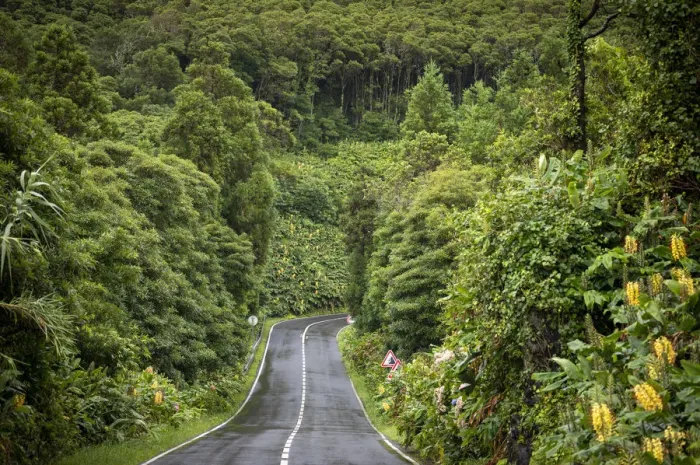 Framed Print : Curvy street in the lush with mountain slope, Flores Island, Azores, Portugal, Europe Framed Print : Curvy street in the lush with mountain slope, Flores Island, Azores, Portugal, Europe