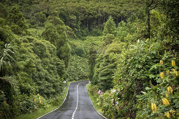 Curvy street in the lush with mountain slope, Flores Island, Azores, Portugal, Europe