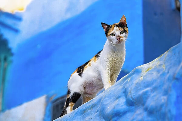 Cute cat looking at camera from the iconic blue buildings of Chefchaouen, Morocco