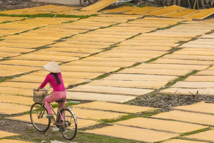Framed Print : Cycling past drying sheets of Mien noodle, nr Hanoi, Vietnam Framed Print : Cycling past drying sheets of Mien noodle, nr Hanoi, Vietnam