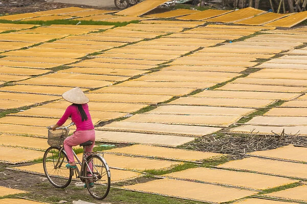Cycling past drying sheets of Mien noodle, nr Hanoi, Vietnam