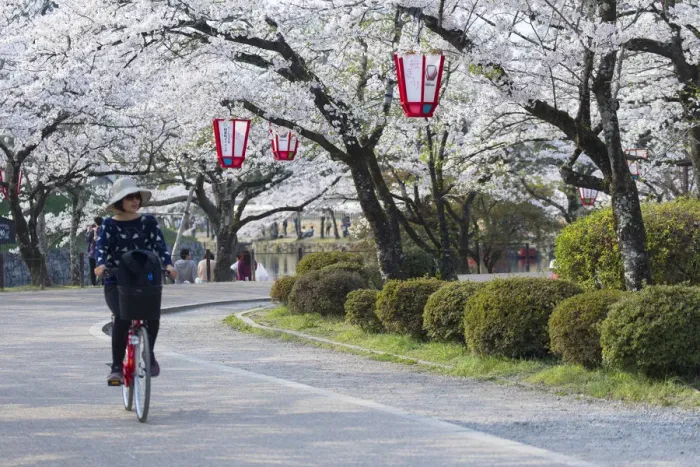 Framed Print : Cyclist in gardens at Hikone Castle, Hikone, Kansai, Japan Framed Print : Cyclist in gardens at Hikone Castle, Hikone, Kansai, Japan