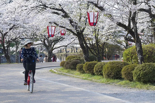 Cyclist in gardens at Hikone Castle, Hikone, Kansai, Japan