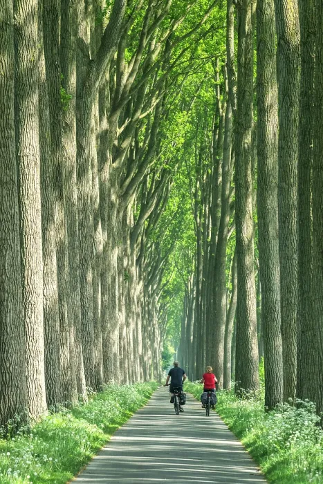 Framed Print : Cyclists along Path Through Trees, near Damme, Belgium