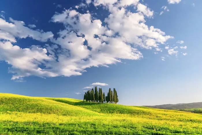 Framed Print : Cypress Grove near san Quirico d'orcia, val d'orcia, san Quirico d'orcia, Siena, Tuscany, italy Framed Print : Cypress Grove near san Quirico d'orcia, val d'orcia, san Quirico d'orcia, Siena, Tuscany, italy