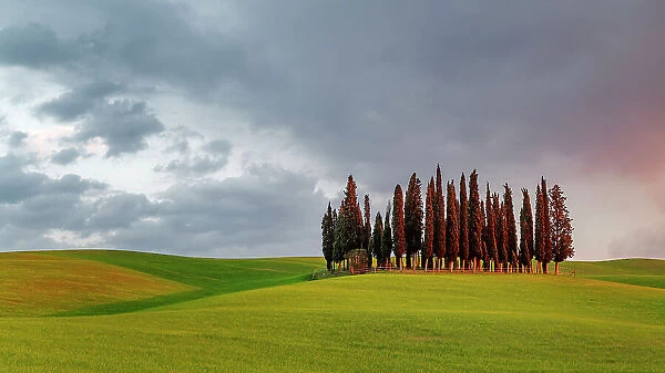 Cypress Grove near san Quirico d'orcia, val d'orcia, san Quirico d'orcia, Siena, Tuscany, Italy